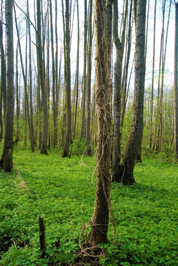 Łosiowate Gospodarstwo Agroturystyczne Rybaki  Zewnętrze zdjęcie