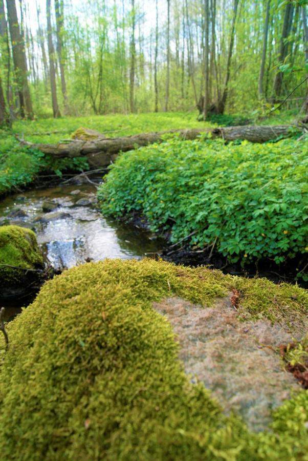 Łosiowate Gospodarstwo Agroturystyczne Rybaki  Zewnętrze zdjęcie