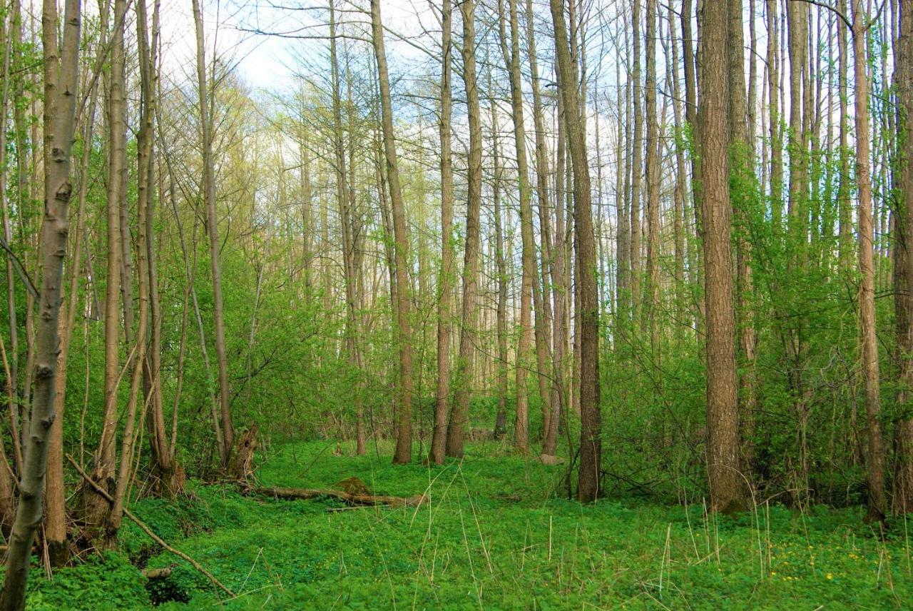 Łosiowate Gospodarstwo Agroturystyczne Rybaki  Zewnętrze zdjęcie