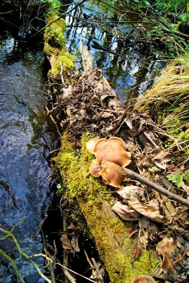 Łosiowate Gospodarstwo Agroturystyczne Rybaki  Zewnętrze zdjęcie